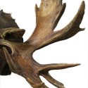 Mounted Moose Head